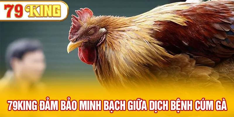 79KING đảm bảo minh bạch giữa dịch bệnh cúm gà