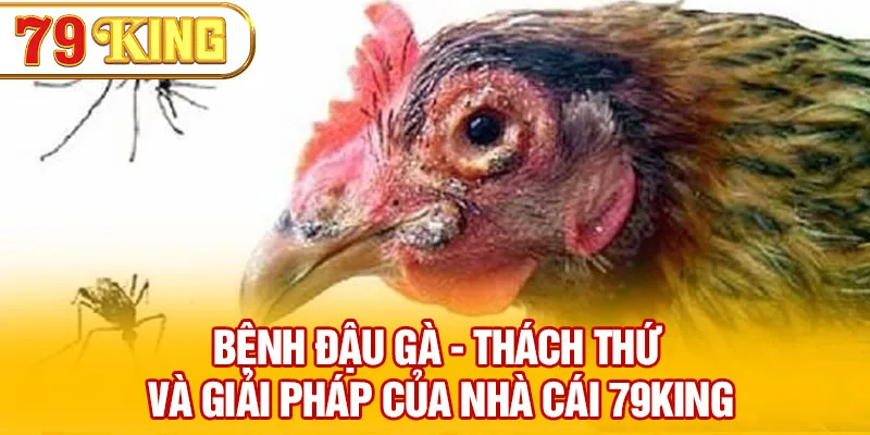 Bệnh Đậu Gà - Thách Thức Và Giải Pháp Của Nhà Cái 79KING