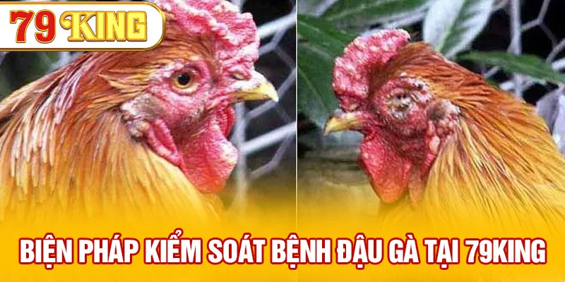 Biện pháp kiểm soát bệnh đậu gà tại 79KING