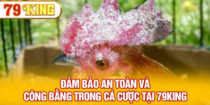 Đảm bảo an toàn và công bằng trong cá cược tại 79KING