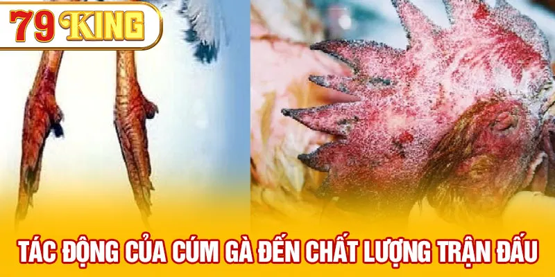 Tác động của cúm gà đến chất lượng trận đấu